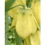 Szibériai kockásliliom 