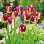 Boston tulipán, két színű, sárga-bordó szélű 