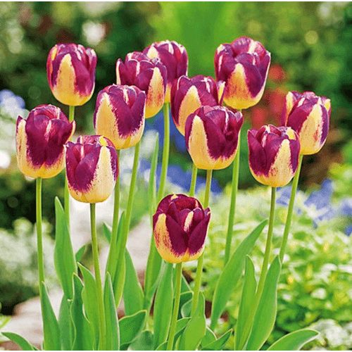 Boston tulipán, két színű, sárga-bordó szélű 