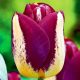 Boston tulipán, két színű, sárga-bordó szélű 
