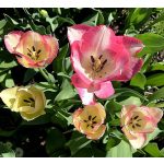Boston tulipán, két színű, sárga-bordó szélű 