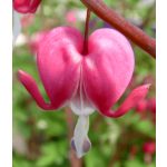 Szívvirág - rózsaszín