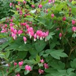 Szívvirág - rózsaszín