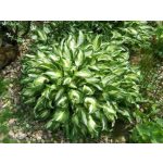 Tarka levelű árnyliliom - Mediovariegata