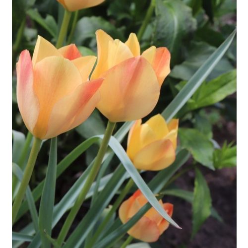 Botanikai Tulipán -  Bronze Charm