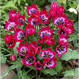 Korai Tulipán - Little Beauty