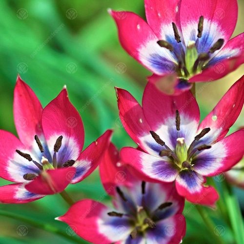 Korai Tulipán - Little Beauty
