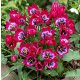 Korai Tulipán - Little Beauty