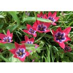 Korai Tulipán - Little Beauty