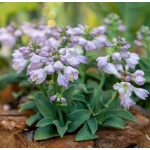 Törpe árnyliliom - Blue Mouse Ears