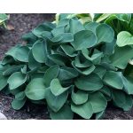 Törpe árnyliliom - Blue Mouse Ears