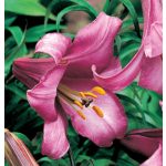Trombita liliom - Pink Perfection