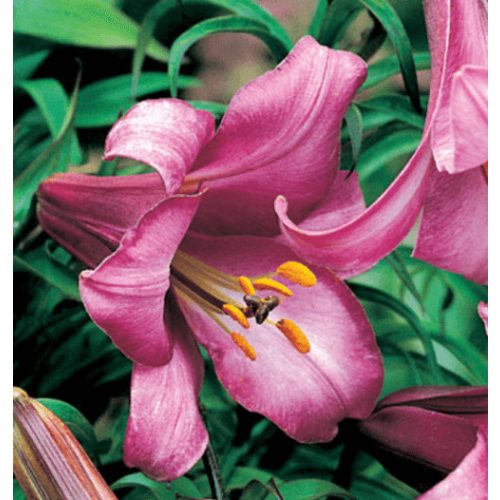 Trombitaliliom - Pink Perfection