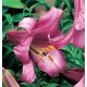 Trombitaliliom - Pink Perfection