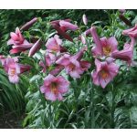 Trombita liliom - Pink Perfection