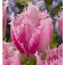 Rojtos szélű tulipán - Huis Ten Bosch