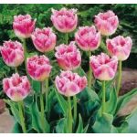 Rojtos szélű tulipán - Huis Ten Bosch