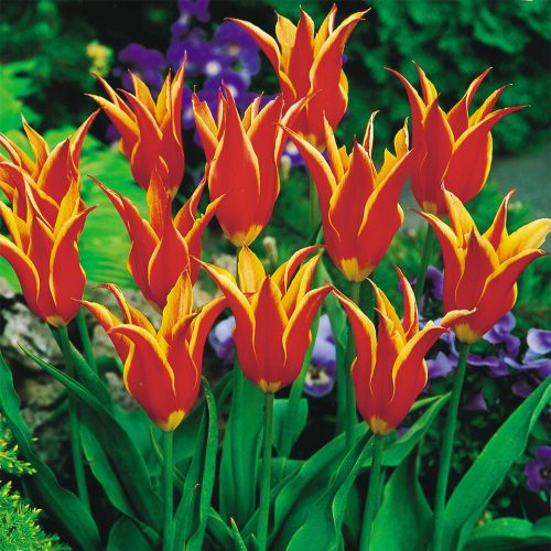 Liliomvirágú tulipán - Aladdin