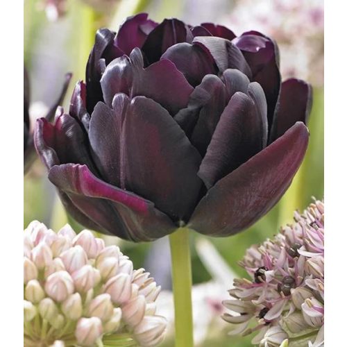 Black Hero - dupla fekete tulipán