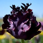 Papagájtulipán - Black Parrot - fekete tulipán