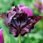 Papagájtulipán - Black Parrot - fekete tulipán