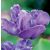 Papagájtulipán - Blue Parrot