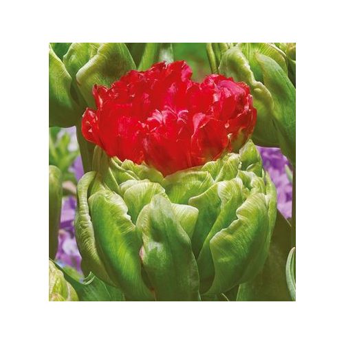Bulls's Eye tulipán - fagylalt (fagyis) tulipán