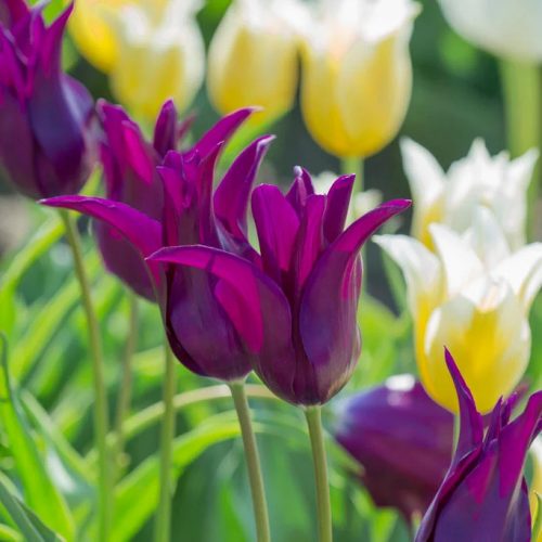 Liliomvirágú tulipán - Burgundy