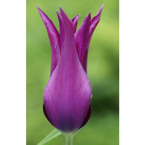 Liliomvirágú tulipán - Burgundy