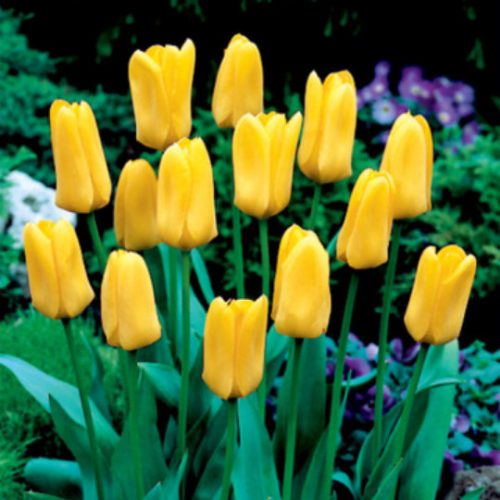 Szimpla tulipán - Candela