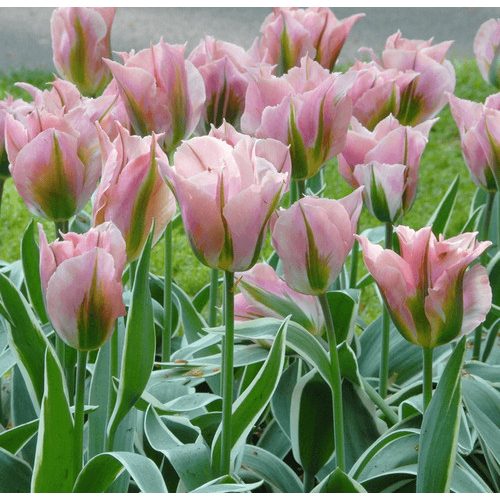 Viridiflora tulipán - China Town