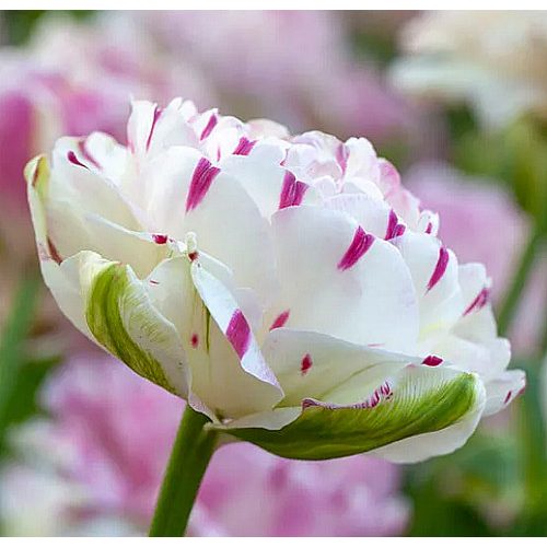 Dance Line - dupla bazsarózsavirágú tulipán