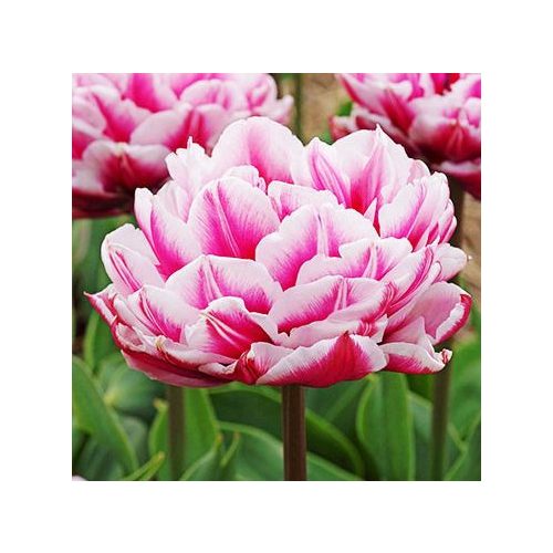 Dazzling Desire - dupla bazsarózsavirágú tulipán