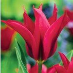 Viridiflora tulipán - Doll's Minuet