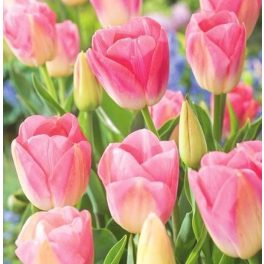 XXL - Késői tulipán Dynasty 