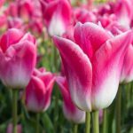 XXL - Késői tulipán Dynasty 