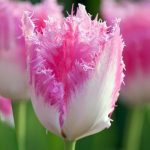 Rojtos szélű tulipán - Fancy Frills