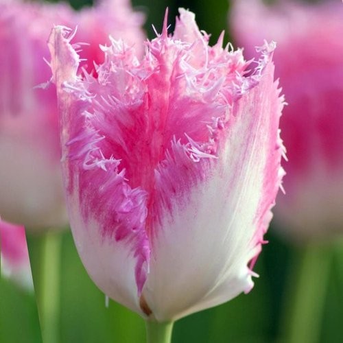 Késői tulipán Fancy Frills