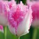 Rojtos szélű tulipán - Fancy Frills
