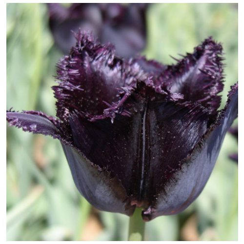 Rojtos szirmú fekete tulipán - Fringed Black