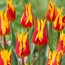 Liliomvirágú tulipán - Fire Wings, piros-sárga liliomvirágú tulipán