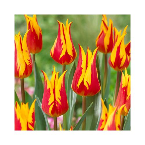 Liliomvirágú tulipán - Fire Wings, piros-sárga liliomvirágú tulipán