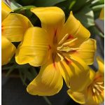 Korai Tulipán First Love