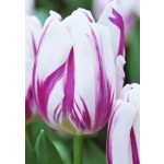 Korai tulipán Flaming Flag