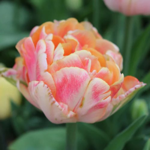 Dupla tulipán - Foxy Foxtrot - extra nagy hagyma