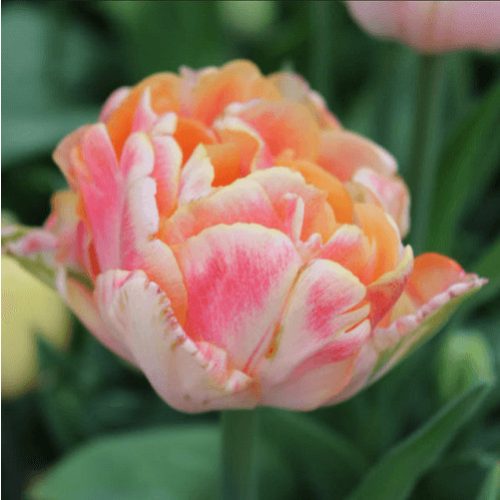 XXL - Dupla tulipán - Foxy Foxtrot 