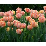 XXL - Dupla tulipán - Foxy Foxtrot 