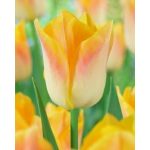 Késői tulipán Golden Dynasty 