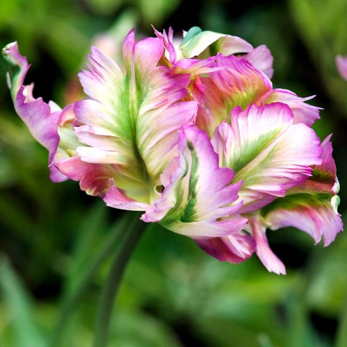 Viridiflora tulipán - Green Wave