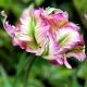 Viridiflora tulipán - Green Wave